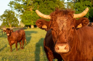 TROUPEAU DE VACHES DE RACE SALERS, RUGLES, NORMANDIE, FRANCE 