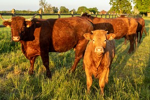 TROUPEAU DE VACHES DE RACE SALERS, RUGLES, NORMANDIE, FRANCE 