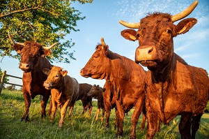 TROUPEAU DE VACHES DE RACE SALERS, RUGLES, NORMANDIE, FRANCE 