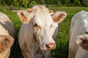 TROUPEAU DE VACHES DE RACE CHAROLAISE, LA VIEILLE-LYRE, NORMANDIE, FRANCE 