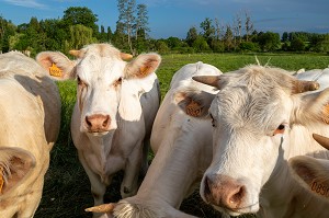 TROUPEAU DE VACHES DE RACE CHAROLAISE, LA VIEILLE-LYRE, NORMANDIE, FRANCE 