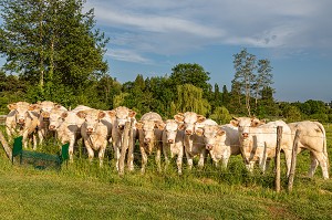 TROUPEAU DE VACHES DE RACE CHAROLAISE, LA VIEILLE-LYRE, NORMANDIE, FRANCE 