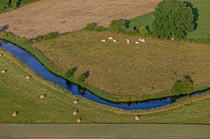 CULTURE ET PRAIRIES POUR ELEVAGE DE BOVINS DANS LA VALLEE DE LA RISLE, LA VIEILLE-LYRE, EURE, NORMANDIE, FRANCE 