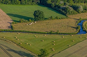 CULTURE ET PRAIRIES POUR ELEVAGE DE BOVINS DANS LA VALLEE DE LA RISLE, LA VIEILLE-LYRE, EURE, NORMANDIE, FRANCE 