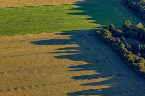 CHAMPS DE BLES ET DE CEREALES EN BORDURE DE FORET, EURE, NORMANDIE, FRANCE 