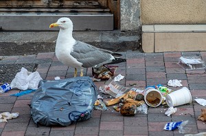 MOUETTES EN TRAIN DE MANGER LES DECHETS DANS UN SAC POUBELLE DANS LA RUE, SETE, HERAULT, OCCITANIE, FRANCE 