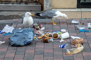 MOUETTES EN TRAIN DE MANGER LES DECHETS DANS UN SAC POUBELLE DANS LA RUE, SETE, HERAULT, OCCITANIE, FRANCE 