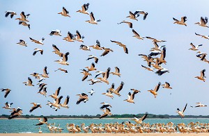 COLONIES DE PELICANS SUR LA LANGUE DE BARBARIE, PARC NATIONAL DE LA REGION DE SAINT-LOUIS-DU-SENEGAL, SENEGAL, AFRIQUE DE L'OUEST 