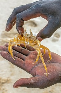 CRABE JAUNE SUR LA LANGUE DE BARBARIE, REGION DE SAINT-LOUIS-DU-SENEGAL, SENEGAL, AFRIQUE DE L'OUEST 