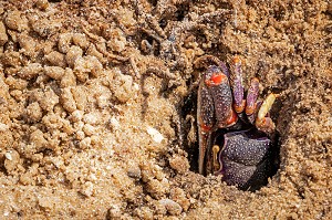 CRABES VIOLETS SUR LA LANGUE DE BARBARIE, REGION DE SAINT-LOUIS-DU-SENEGAL, SENEGAL, AFRIQUE DE L'OUEST 