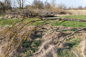 ARBRES COUCHES AU BORD DE LA RIVIERE, BERGES NON ENTRETENUES A LA CHARGE DES RIVERAINS, NEAUFLES-AUVERGNY, 1EURE, NORMANDIE, FRANCE 