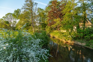 BORDS DE LA RIVIERE LUMIERE DU SOIR, NEAUFLES-AUVERGNY, VALLEE DE LA RISLE, EURE, NORMANDIE, FRANCE 