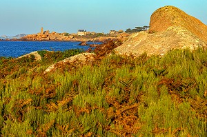 VUE SUR LE PHARE DE PLOUMANACH AU COUCHER DE SOLEIL, ESPACE NATUREL DE LANDES ET FOUGERES DE LA POINTE DE L'ILE RENOTE, TREGASTEL, COTE DE GRANIT ROSE, COTES-D’ARMOR, BRETAGNE, FRANCE 