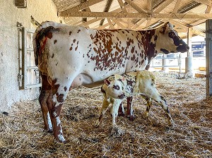 VACHES NORMANDES AVEC SON VEAU A SA NAISSANCE DANS LA STABULE DE L'EXPLOITANT AGRICOLE, SAINT-LO, MANCHE, NORMANDIE, FRANCE 