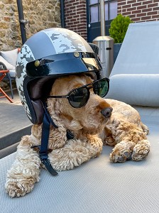 CHIEN DE MOTARD AVEC SON CASQUE ET SES LUNETTES DE SOLEIL, HUMOUR 