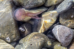 MEDUSE PELAGIQUE OU PIQUEUR-MAUVE QUI PROVOQUE DES DOULEURS AIGUES SUR LA PEAU, CAP ESTEREL, SAINT-RAPHAEL, VAR, FRANCE 