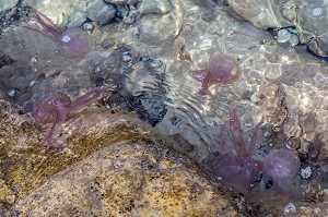 GROUPE DE MEDUSES PELAGIQUES OU PIQUEUR-MAUVE QUI PROVOQUENT DES DOULEURS AIGUES SUR LA PEAU, CAP ESTEREL, SAINT-RAPHAEL, VAR, FRANCE 