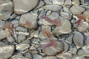 GROUPE DE MEDUSES PELAGIQUES OU PIQUEUR-MAUVE QUI PROVOQUENT DES DOULEURS AIGUES SUR LA PEAU, CAP ESTEREL, SAINT-RAPHAEL, VAR, FRANCE 