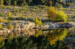 HOMME ET SON CHIEN DANS LES REFLETS D'AUTOMNE DU GARDON PRES DU PONT DU GARD, VERS-PONT-DU-GARD, FRANCE 