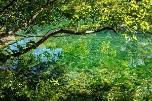 LES EAUX TRANSPARENTES ET PURES DE LA SORGUE, FONTAINE-DE-VAUCLUSE, FRANCE 