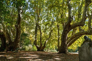 LA RONDE DES PLATANES DU JARDIN DU MUSEE PETRARQUE DE PLUS DE 200 ANS PRES DE LA SORGUE, FONTAINE-DE-VAUCLUSE, FRANCE 