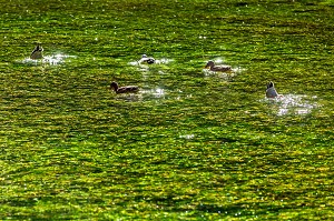 CANARDS SAUVAGES DANS LES EAUX TRANSPARENTES ET PURES DE LA SORGUE, FONTAINE-DE-VAUCLUSE, FRANCE 