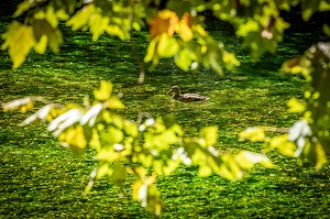 CANARD SAUVAGE COLVERT DANS LES EAUX TRANSPARENTES ET PURES DE LA SORGUE, FONTAINE-DE-VAUCLUSE, FRANCE 