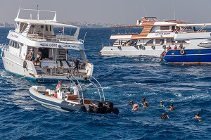 PLONGEE INTENSIVE AVEC LES DAUPHINS, MASQUE ET TUBA EN MER ROUGE, HURGHADA, EGYPTE, AFRIQUE 