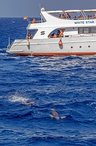 PLONGEE AVEC LES DAUPHINS, MASQUE ET TUBA EN MER ROUGE, HURGHADA, EGYPTE, AFRIQUE 