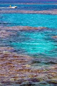 PLONGEE SUR LES MASSIFS DE CORAIL DE LA MER ROUGE, HURGHADA, EGYPTE, AFRIQUE 