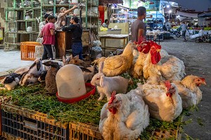 POULES ET LAPINS, COMMERCE DE VOLAILLES DANS LA RUE FACE AU MARCHE EL DAHAR, QUARTIER POPULAIRE DE LA VIEILLE VILLE, HURGHADA, EGYPTE, AFRIQUE 