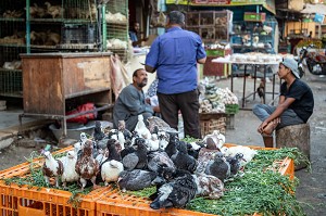 PIGEONS, COMMERCE DE VOLAILLES DANS LA RUE FACE AU MARCHE EL DAHAR, QUARTIER POPULAIRE DE LA VIEILLE VILLE, HURGHADA, EGYPTE, AFRIQUE 