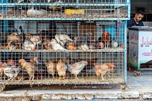 POULES ET POULETS, COMMERCE DE VOLAILLES DANS LA RUE FACE AU MARCHE EL DAHAR, QUARTIER POPULAIRE DE LA VIEILLE VILLE, HURGHADA, EGYPTE, AFRIQUE 