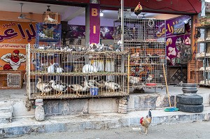 POULES ET POULETS, COMMERCE DE VOLAILLES DANS LA RUE FACE AU MARCHE EL DAHAR, QUARTIER POPULAIRE DE LA VIEILLE VILLE, HURGHADA, EGYPTE, AFRIQUE 