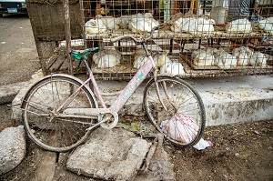 VIEUX VELO ET POULETS, COMMERCE DE VOLAILLES DANS LA RUE FACE AU MARCHE EL DAHAR, QUARTIER POPULAIRE DE LA VIEILLE VILLE, HURGHADA, EGYPTE, AFRIQUE 