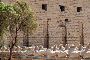 DROMOS ALLEE DE SPHINX CRIOCEPHALES A TETE DE LION, ENTREE DU TEMPLE DE KARNAK, SITE DE L'EGYPTE ANTIQUE DE LA XIII EME DYNASTIE, PATRIMOINE MONDIAL DE L'UNESCO, LOUXOR, EGYPTE, AFRIQUE 