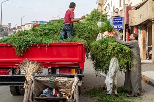 FOURRAGE D'HERBES VERTES POUR LES BETES 'CHAMEAUX, CHEVAUX) PRES DES PYRAMIDES DE GIZEH, LE CAIRE, EGYPTE, AFRIQUE 