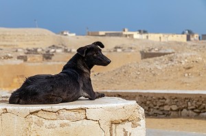 CHIEN ERRANT DEVANT LA NECROPOLE DE SAQQARAH, REGION DE MEMPHIS ANCIENNE CAPITALE DE L'EGYPTE ANTIQUE, LE CAIRE, EGYPTE, AFRIQUE 