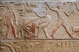 TRAVAIL A LA FERME AVEC LES BETES, TRAITE DU LAIT DE VACHE, BAS-RELIEF DU MASTABA DE KAGEMNI, VIZIR DU PHARAON TETI DE LA IV EME DYNASTIE, NECROPOLE DE SAQQARAH, REGION DE MEMPHIS ANCIENNE CAPITALE DE L'EGYPTE ANTIQUE, LE CAIRE, EGYPTE, AFRIQUE 