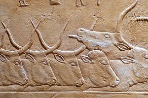 ELEVAGE AVEC LE TROUPEAU DE VACHES, BAS-RELIEF DU MASTABA DE KAGEMNI, VIZIR DU PHARAON TETI DE LA IV EME DYNASTIE, NECROPOLE DE SAQQARAH, REGION DE MEMPHIS ANCIENNE CAPITALE DE L'EGYPTE ANTIQUE, LE CAIRE, EGYPTE, AFRIQUE 