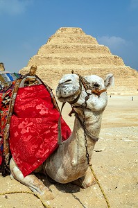 DROMADAIRE DEVANT LA PYRAMIDE A DEGRES DE DJESER, PLUS ANCIEN EDIFICE EN PIERRE ET PREMIERE PYRAMIDE DE L'HISTOIRE, NECROPOLE DE SAQQARAH DE L'ANCIEN EMPIRE, REGION DE MEMPHIS ANCIENNE CAPITALE DE L'EGYPTE ANTIQUE, LE CAIRE, EGYPTE, AFRIQUE 