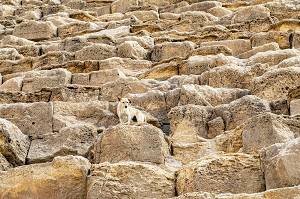 CHIEN ERRANT SUR LA PYRAMIDE DE KHEOPS, LA PLUS GRANDE DE TOUTES LES PYRAMIDES, LE CAIRE, EGYPTE, AFRIQUE 