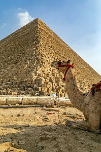 DROMADAIRE DEVANT LA PYRAMIDE DE KHEOPS, LA PLUS GRANDE DE TOUTES LES PYRAMIDES, LE CAIRE, EGYPTE, AFRIQUE 