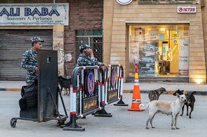 CHECK POINT DE LA POLICE AVEC LES CHIENS ERRANTS AU PIED DES PYRAMIDES DE GIZEH, LE CAIRE, EGYPTE, AFRIQUE 