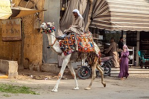 SCENE DE RUE A GIZEH AVEC L'HOMME AU DROMADAIRE ET LA JEUNE FEMME ARABE AVEC SON PORTABLE, LE CAIRE, EGYPTE, AFRIQUE 