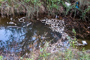 POISSONS MORTS FLOTTANT A LA SURFACE DU FLEUVE LEZ A MONTPELLIER