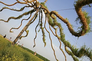 LES CHAMPS DE LA BEAUCE, AUTHEUIL, SCULPTURE VEGETALE GEANTE, EUROLAND ART, 1ER FESTIVAL EUROPEEN D'ART GRANDEUR NATURE SUR LA ROUTE DU BLE EN BEAUCE, EURE ET LOIR (28), FRANCE 