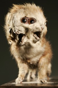 CHATON A 2 TETES NATURALISE, ANIMAUX MONSTRUEUX, MUSEUM D'HISTOIRE NATURELLE DE ROUEN, SEINE-MARITIME (76), FRANCE 