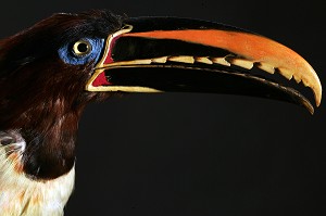 TETE DE TOUCAN ARIEL, MUSEUM D'HISTOIRE NATURELLE DE ROUEN, SEINE-MARITIME (76), FRANCE 