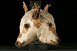 VEAUX JANUS A DEUX TETES NATURALISEES, MUSEE FRAGONARD, ECOLE NATIONALE VETERINAIRE D'ALFORT, MAISONS-ALFORT, VAL-DE-MARNE (94), FRANCE 